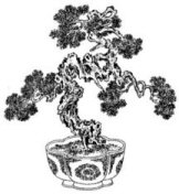 bonsai